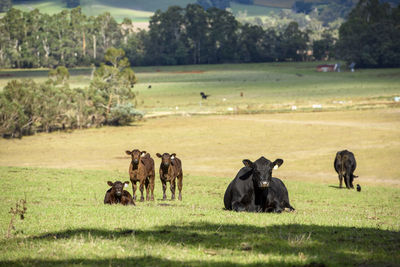 Goats on field