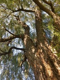 Low angle view of tree in forest