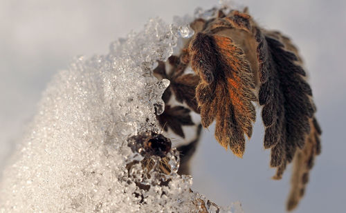 Close-up of giraffe on snow