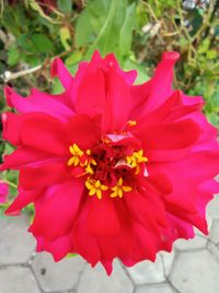 Close-up of pink flower