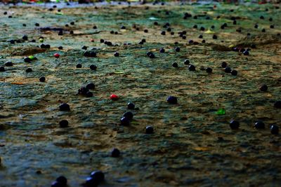 High angle view of people on beach