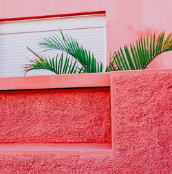 Close-up of potted plant against wall