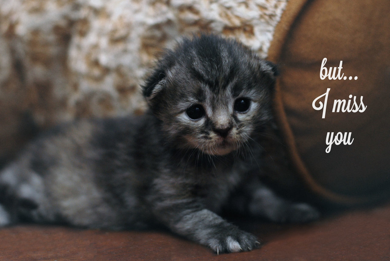 CLOSE-UP PORTRAIT OF CAT WITH TEXT ON WALL