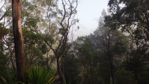 Low angle view of trees in forest against sky