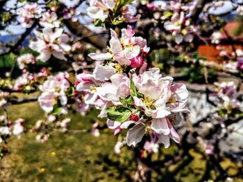 Close-up of cherry blossoms