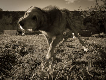 Dog standing in field