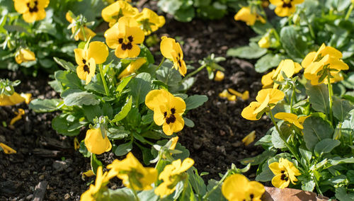 Close-up of yellow crocus flowers blooming on field