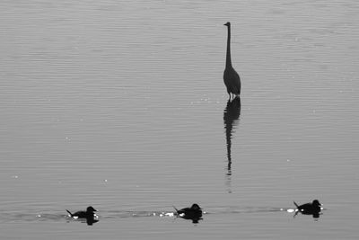 Silhouette birds in lake