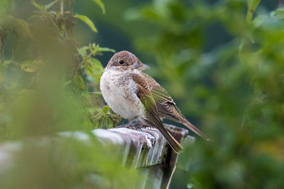 Close-up of bird perching on branch