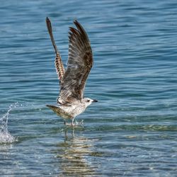 Seagull flying over sea