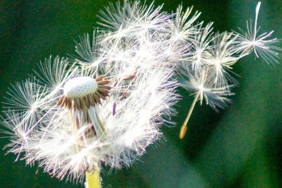 Close-up of white dandelion