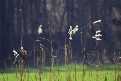 Close-up of dry plants on field