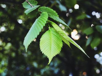 Close-up of green leaves on tree