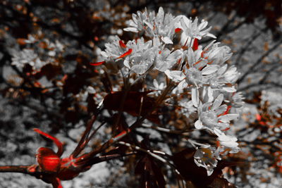 Close-up of white flowering plant with tree during autumn