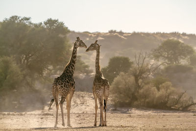 Giraffes on field against sky