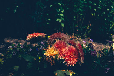 Close-up of flowers blooming outdoors