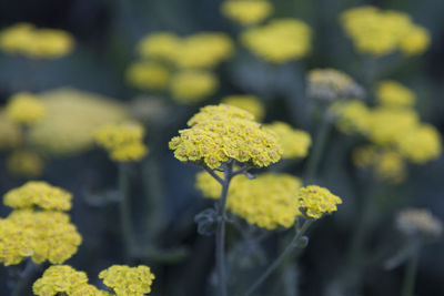 Close-up of yellow flowering plant