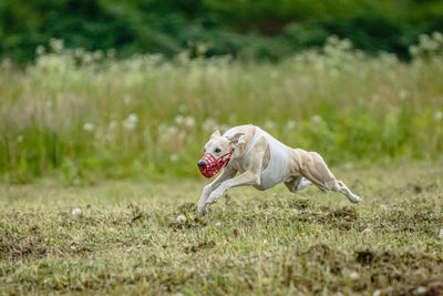 Whippet dog in white shirt running and chasing lure in the field on coursing competition