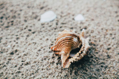 High angle view of shell on sand