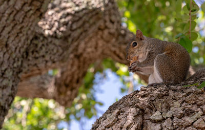 Close-up of squirrel on tree trunk