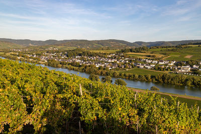 Panoramic view of the moselle valley with the wine village brauneberg in the background