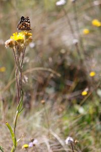 Close-up of insect on flower