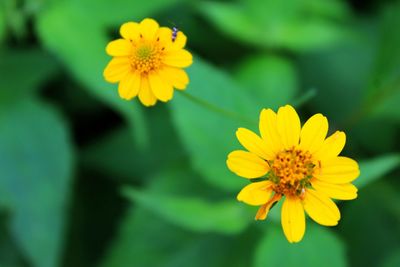 Close-up of yellow flowering plant