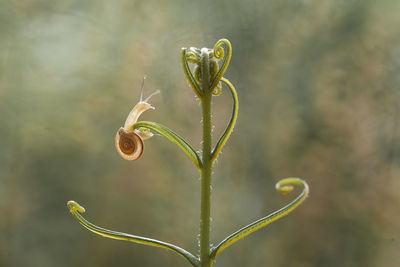 Beautiful snail in beautiful place