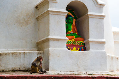 View of monkey by buddha statue