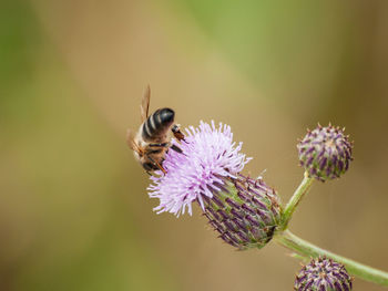 Close-up of bee pollinating on purple flower