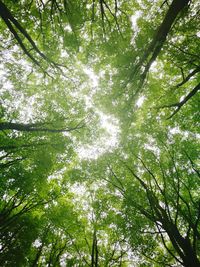 Low angle view of trees in forest