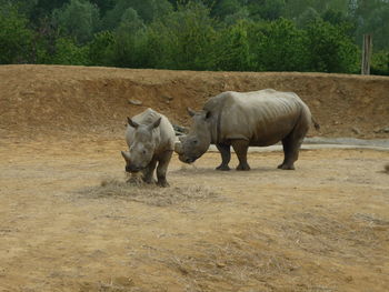 Rhinos in zoo, colchester