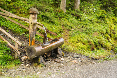 Old abandoned truck on field in forest