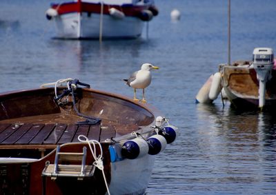 Seagulls perching on a boat in sea