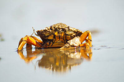 Close-up of insect on water against white background