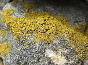 Close-up of yellow lichen on rock