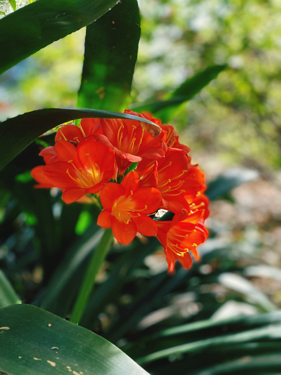 plant, flower, flowering plant, beauty in nature, leaf, freshness, petal, nature, growth, flower head, close-up, fragility, inflorescence, red, macro photography, plant part, green, focus on foreground, no people, yellow, blossom, outdoors, day, botany, orange color