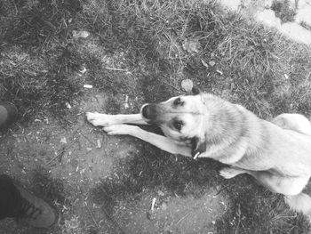 High angle view of dog relaxing on field