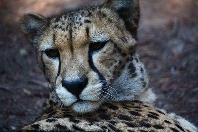 Close-up of cheetah looking away while resting on field
