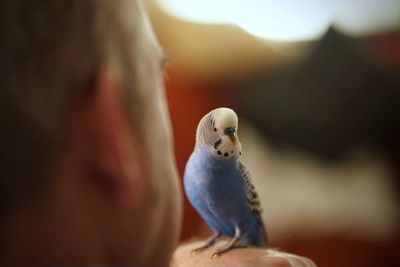 Tame cute blue talking budgerigar with human owner