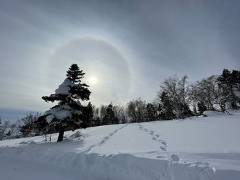 Trees on snow covered landscape against sky