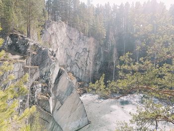 Scenic view of river in forest