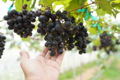 Cropped image of hand holding grapes