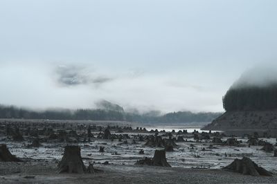 Tree stumps on field during foggy weather