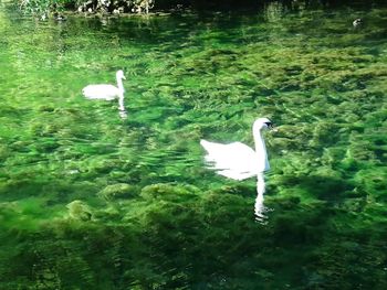 White swan swimming on lake