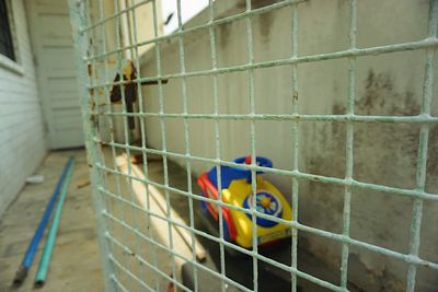 Close-up of bird in cage