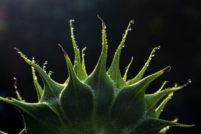 Close-up of cactus plant against black background