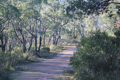 Road amidst trees in forest