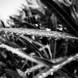 Close-up of leaves on plant