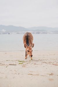 Portrait of horse on beach